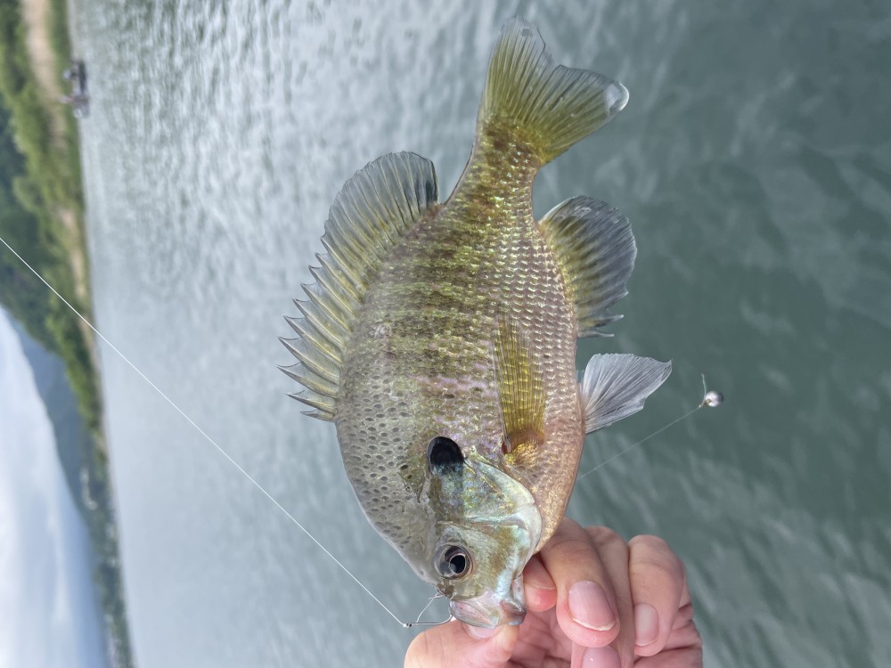 釣果写真2