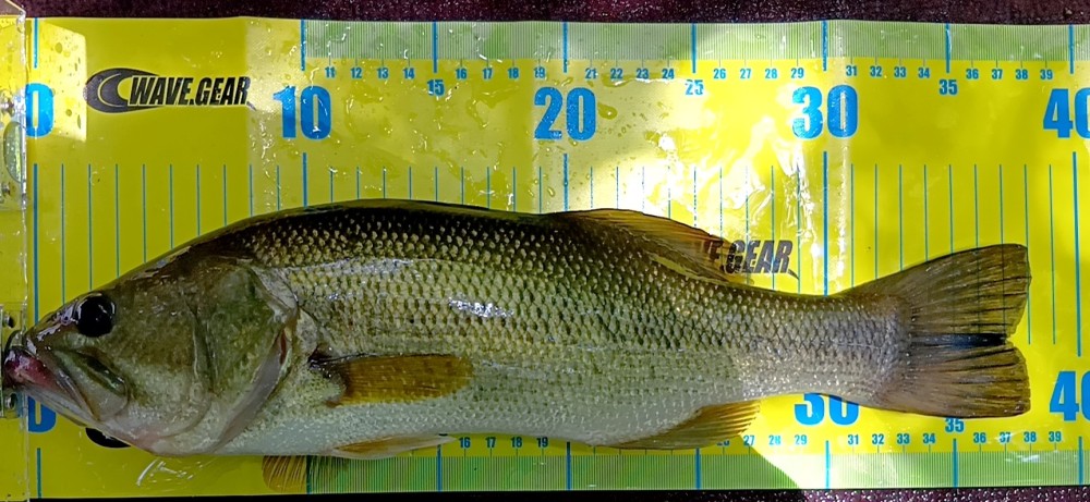 釣果写真1