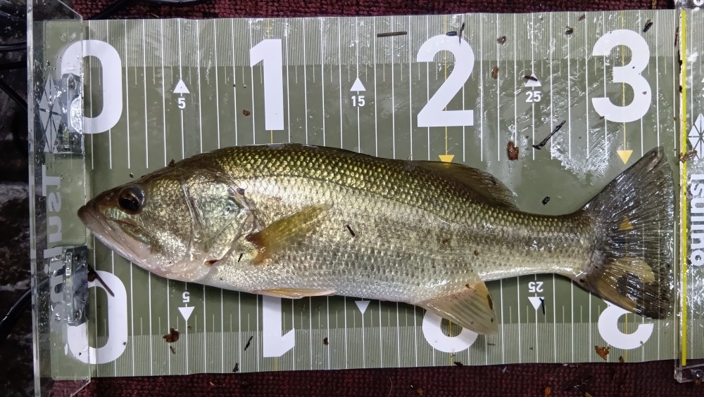 釣果写真1