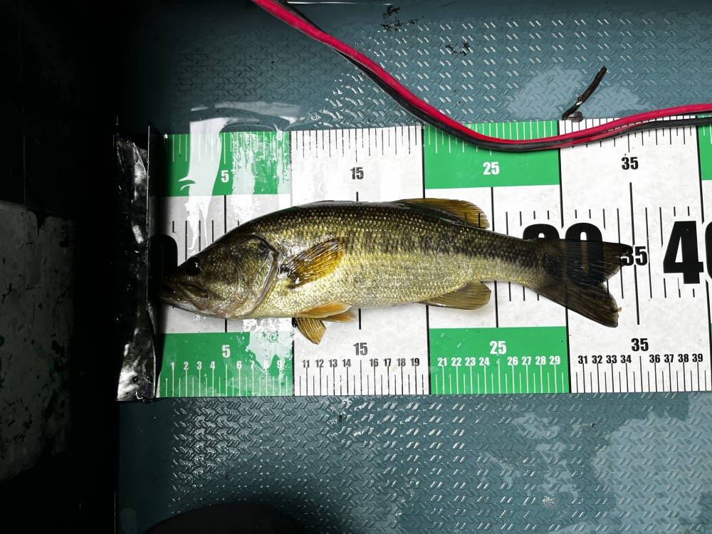 釣果写真2