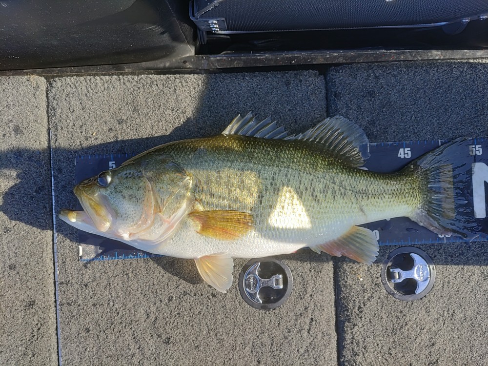 釣果写真2