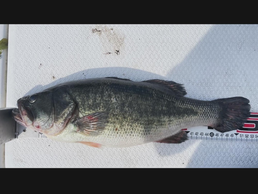 釣果写真2