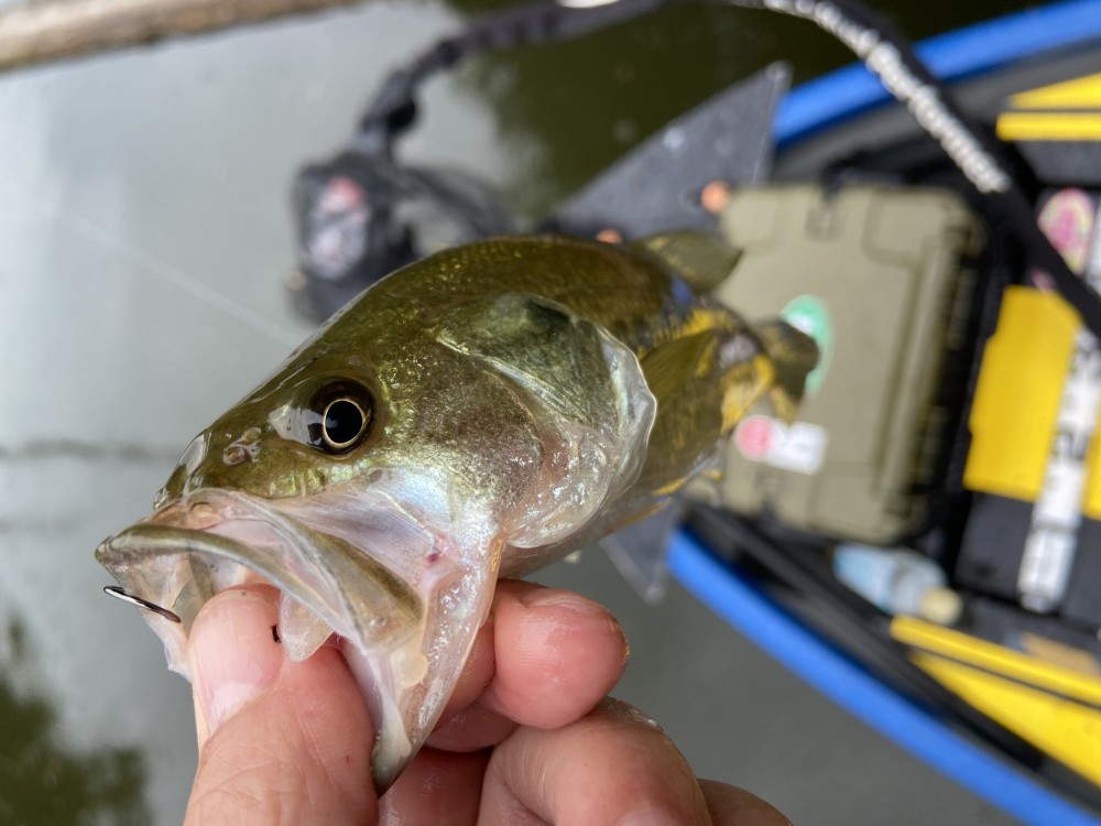 釣果写真11