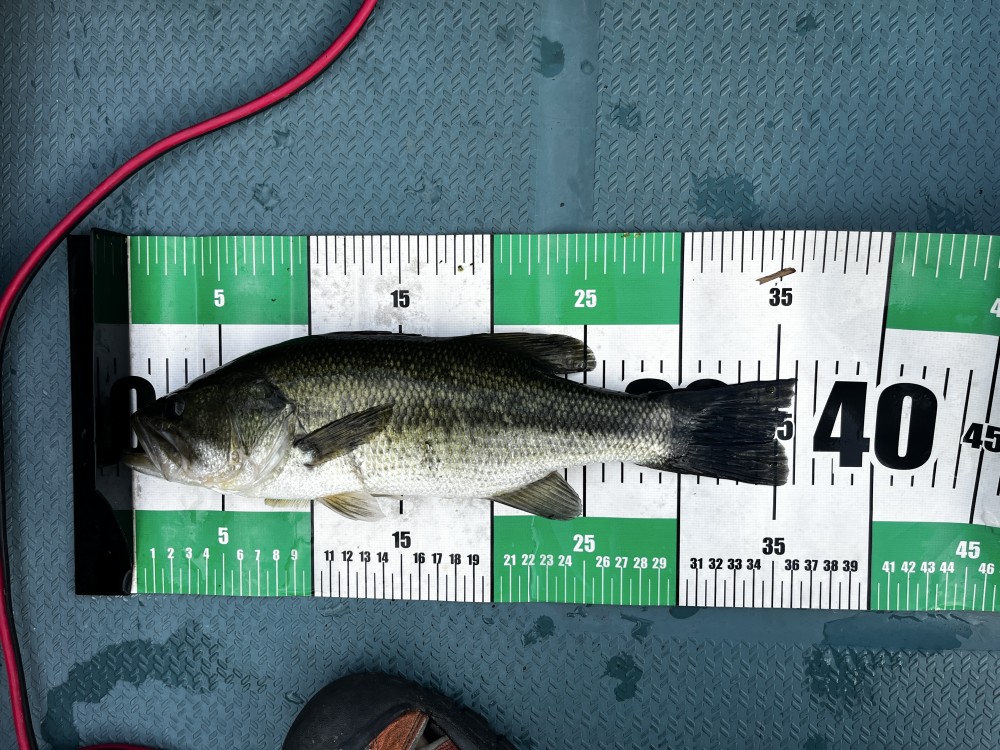 釣果写真2