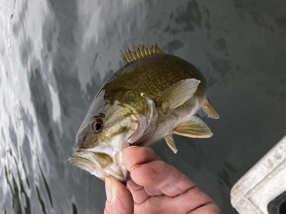 釣果写真2