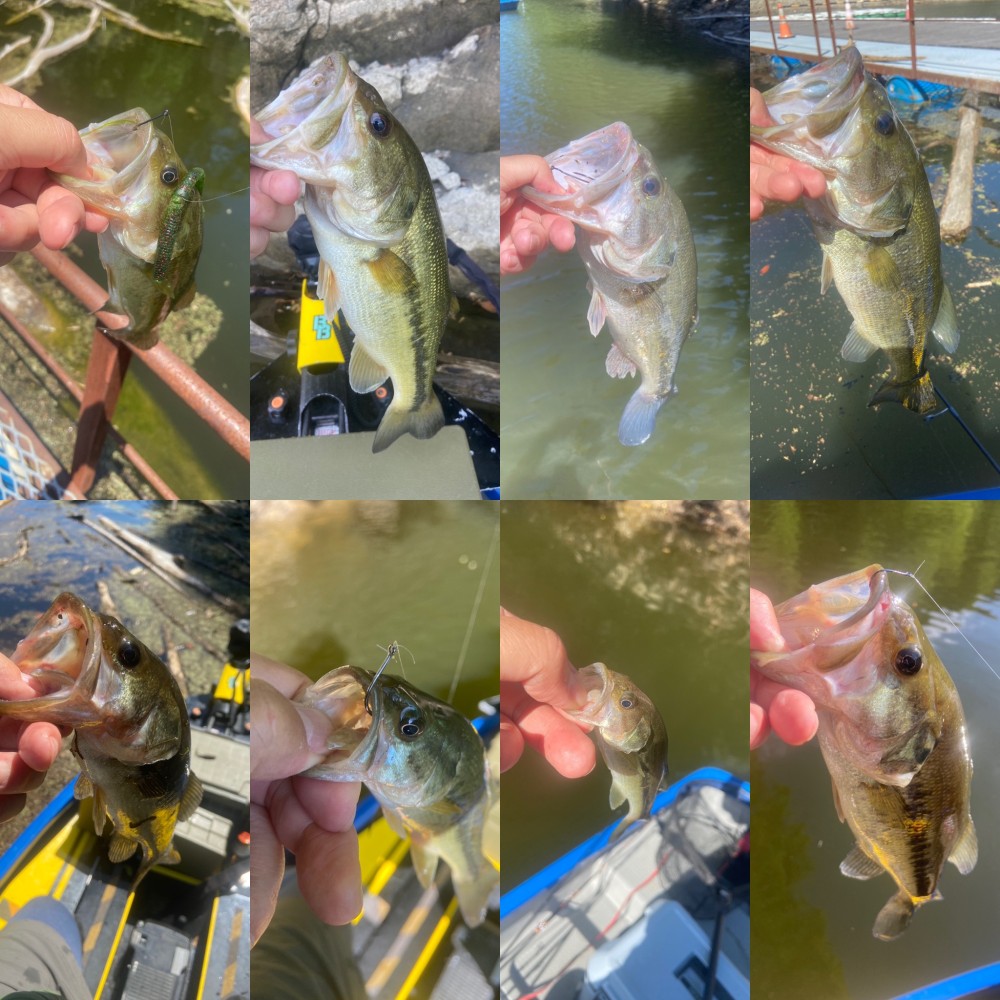 釣果写真6
