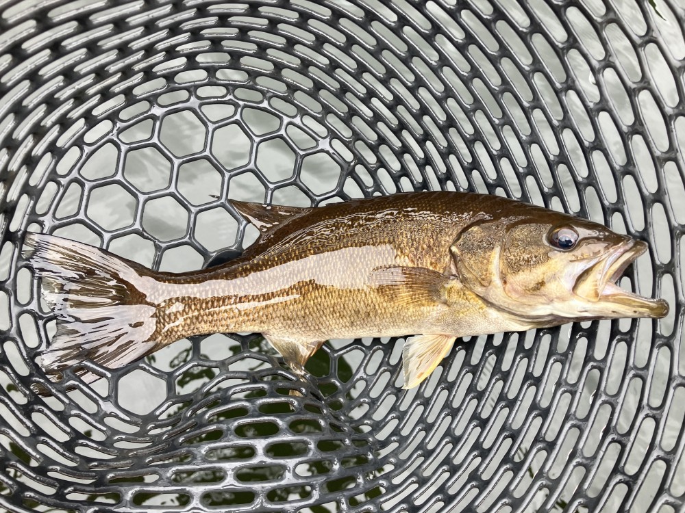 釣果写真4