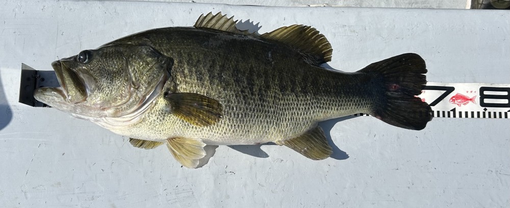 釣果写真1