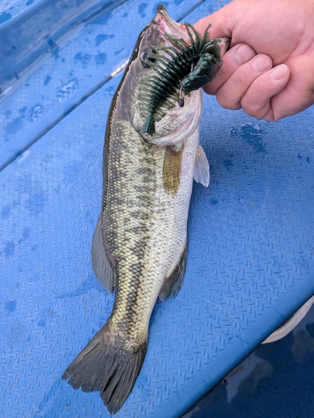 釣果写真1