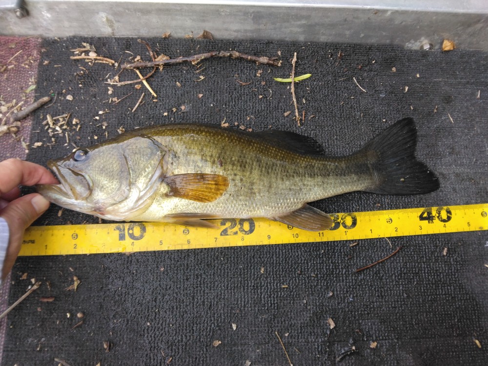 釣果写真2