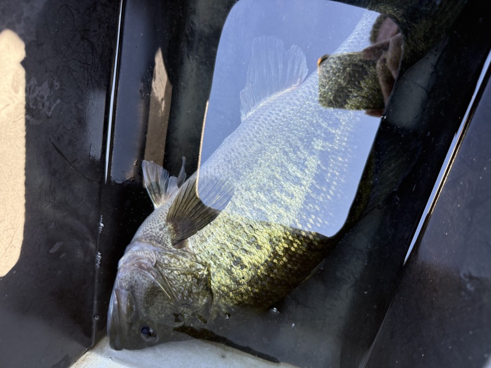 釣果写真4
