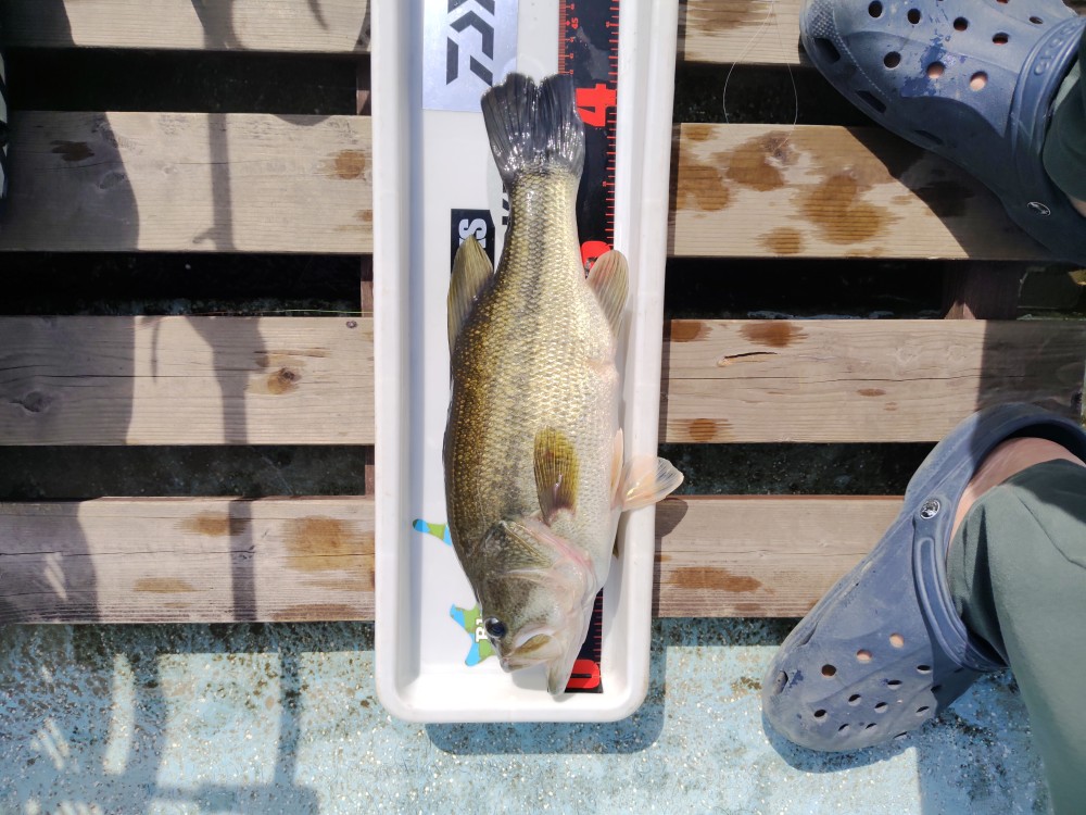 釣果写真2
