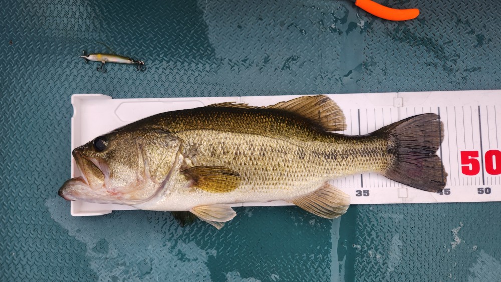 釣果写真2