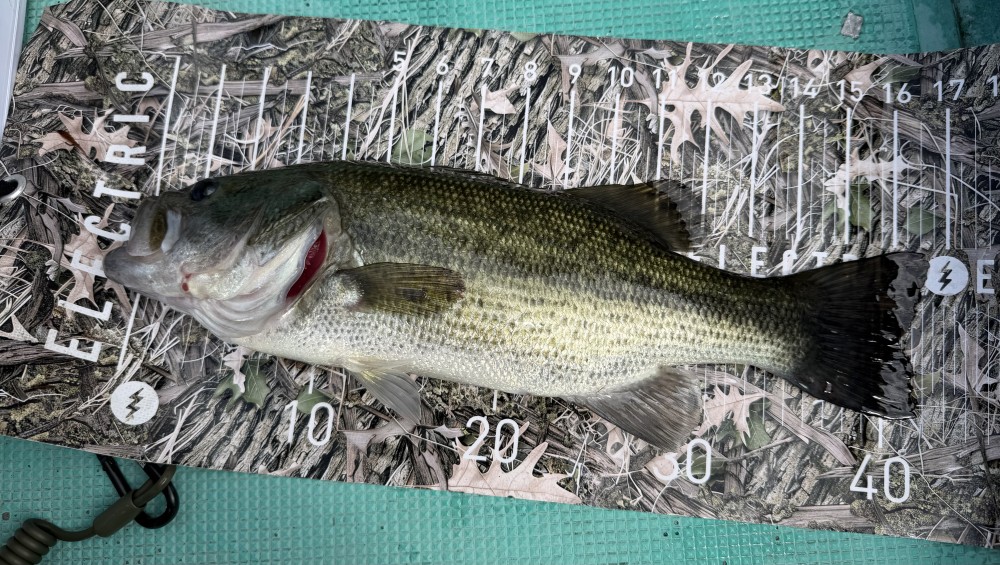 釣果写真2