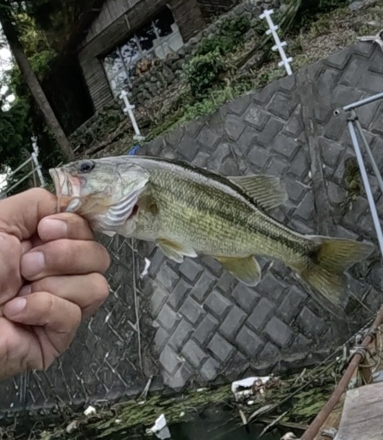 釣果写真2