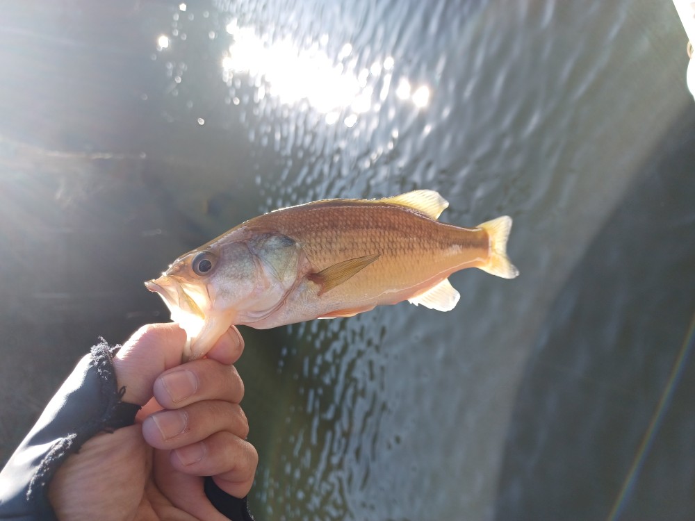 釣果写真3