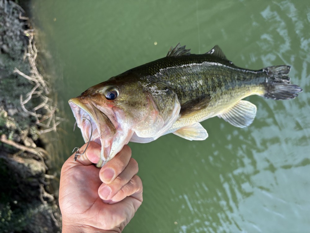 釣果写真4