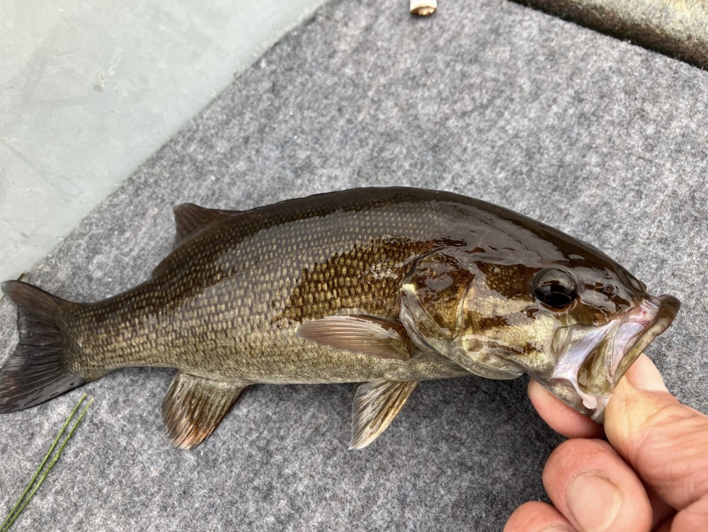 釣果写真3