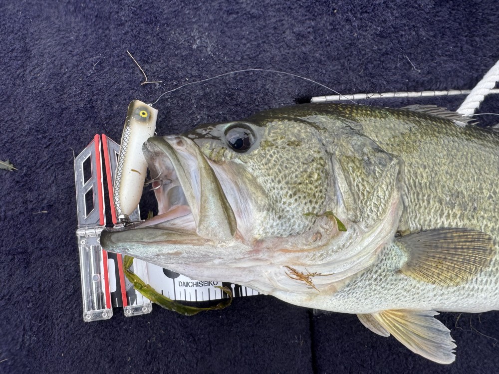 釣果写真2