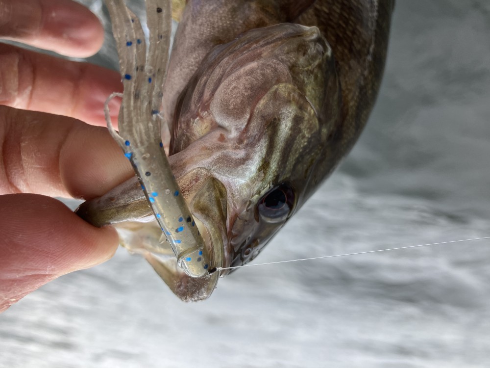 釣果写真5