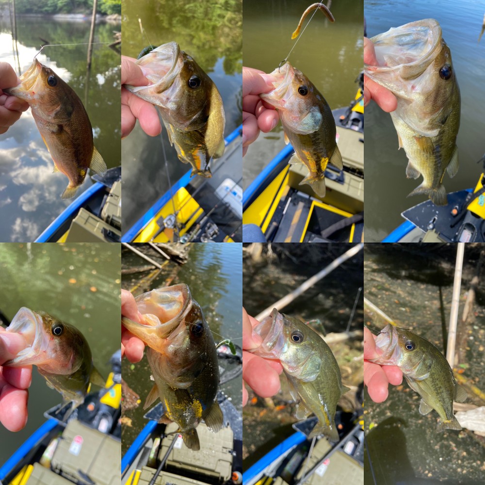 釣果写真5
