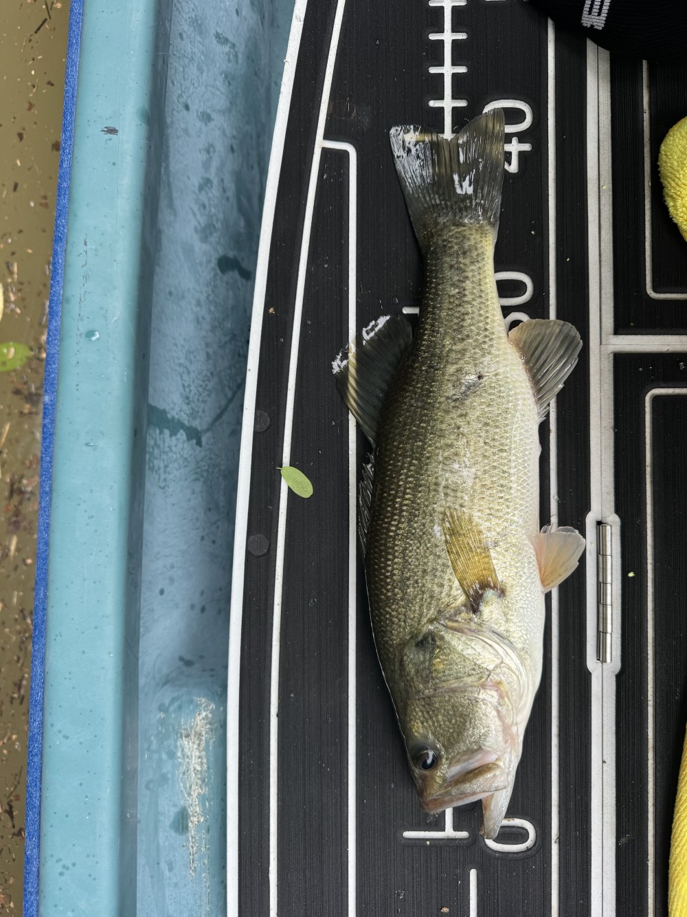 釣果写真1