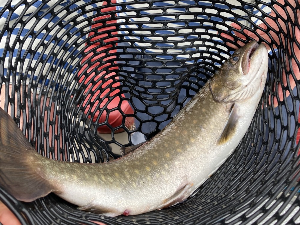 釣果写真4