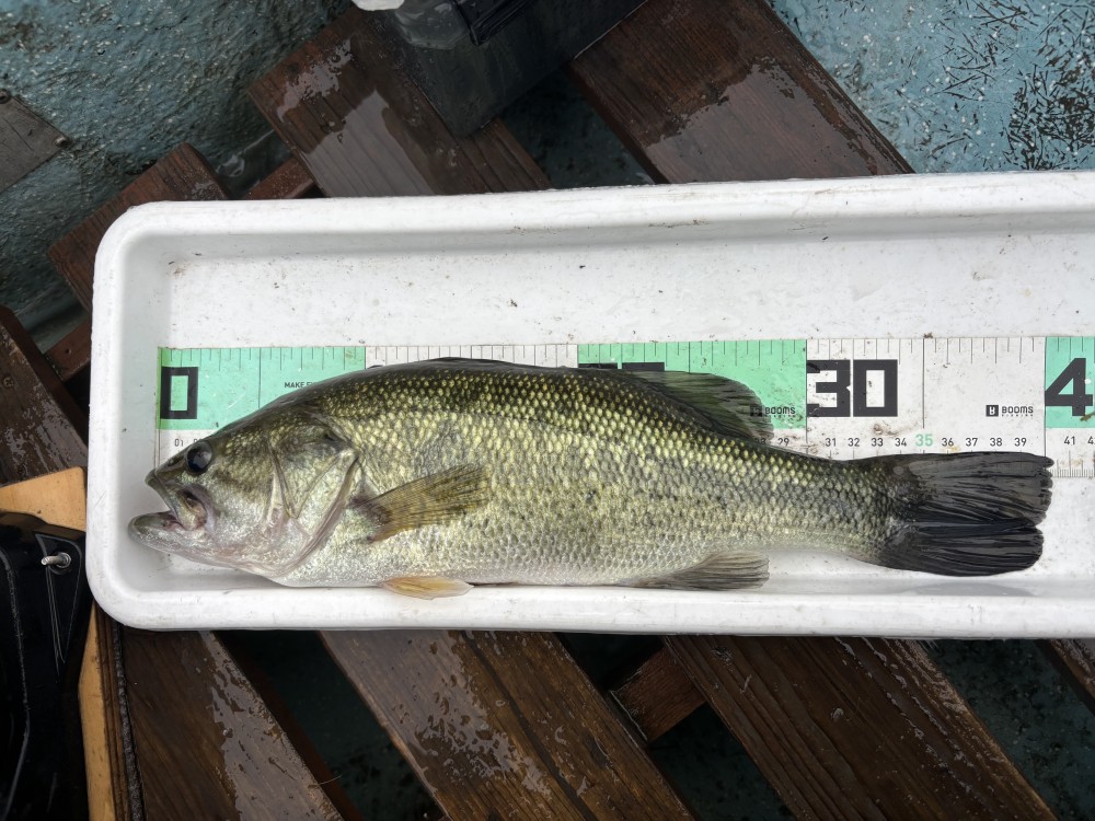 釣果写真1