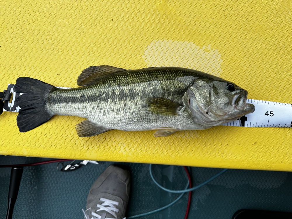 釣果写真3