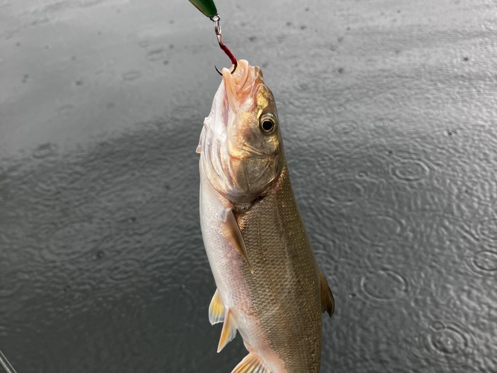 釣果写真5