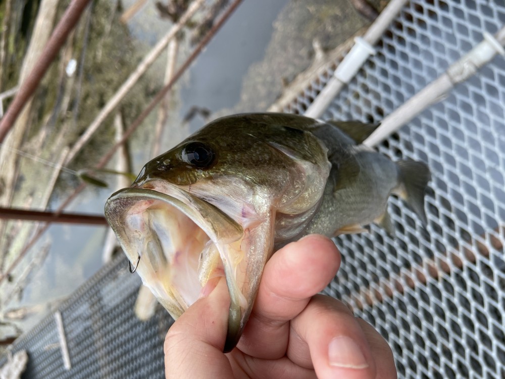 釣果写真10