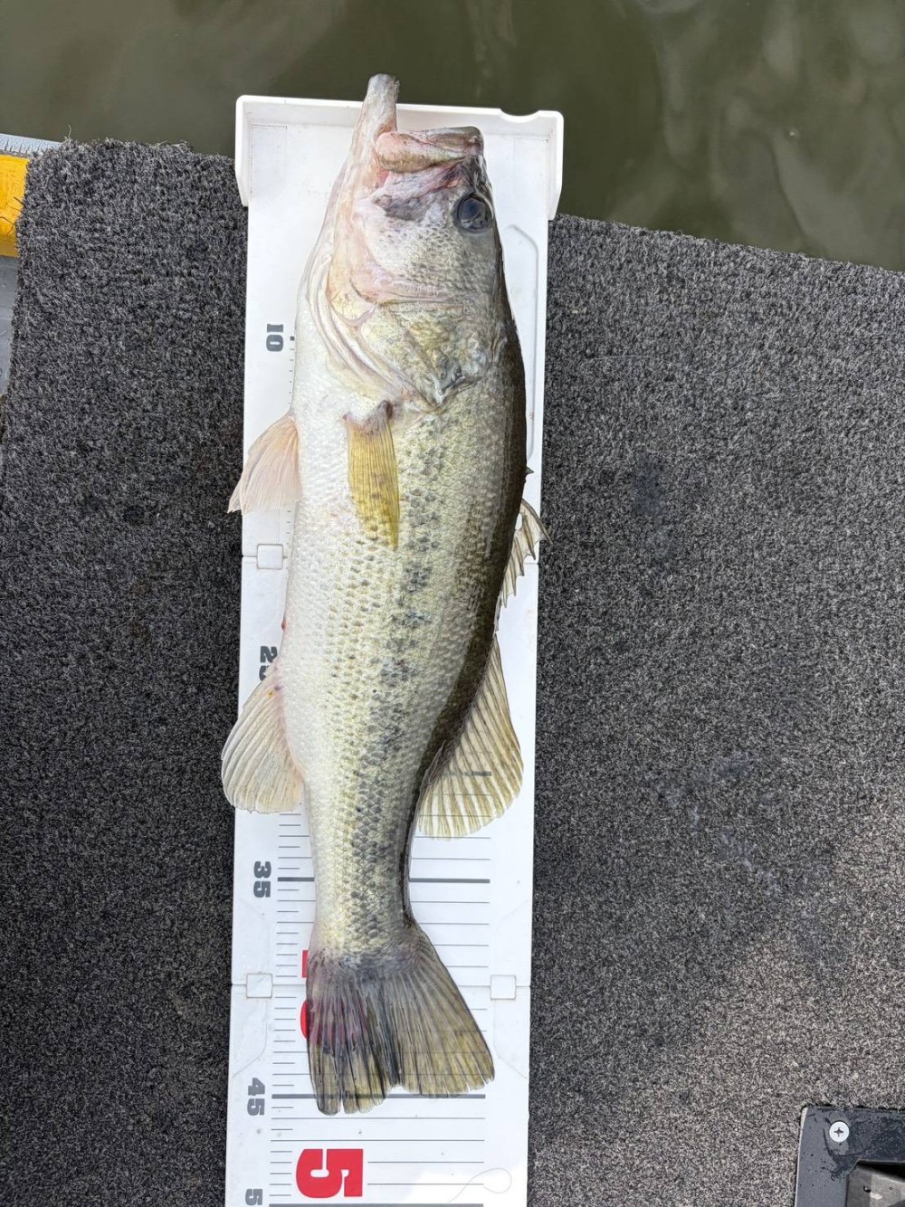釣果写真2