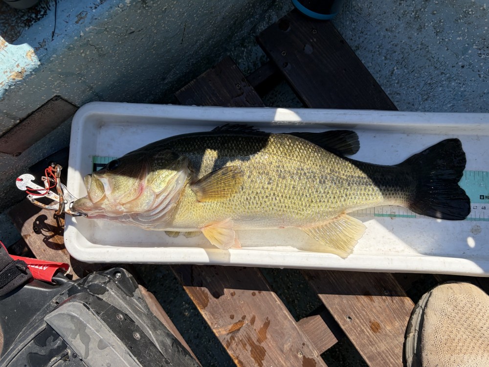 釣果写真2