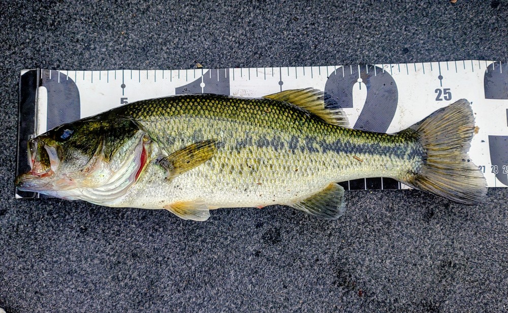 釣果写真1