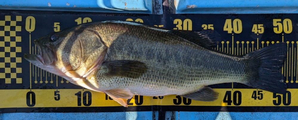 釣果写真2