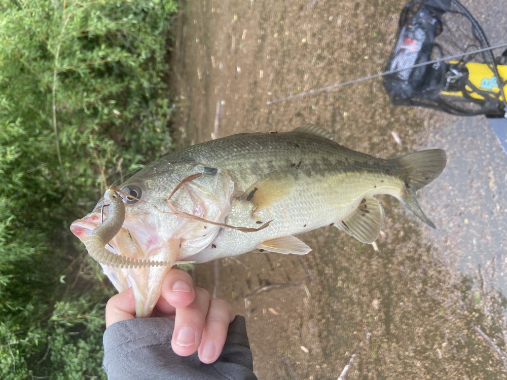 釣果写真3