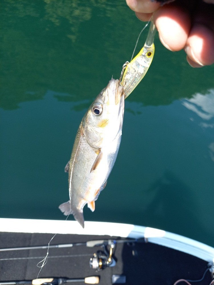 釣果写真2