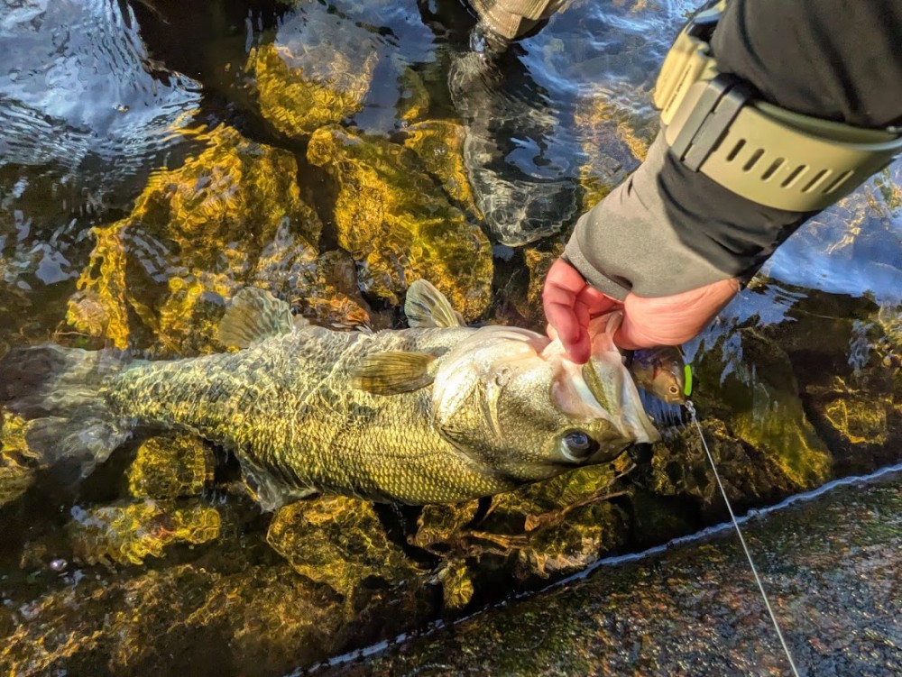 釣果写真1