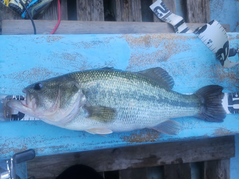 釣果写真2