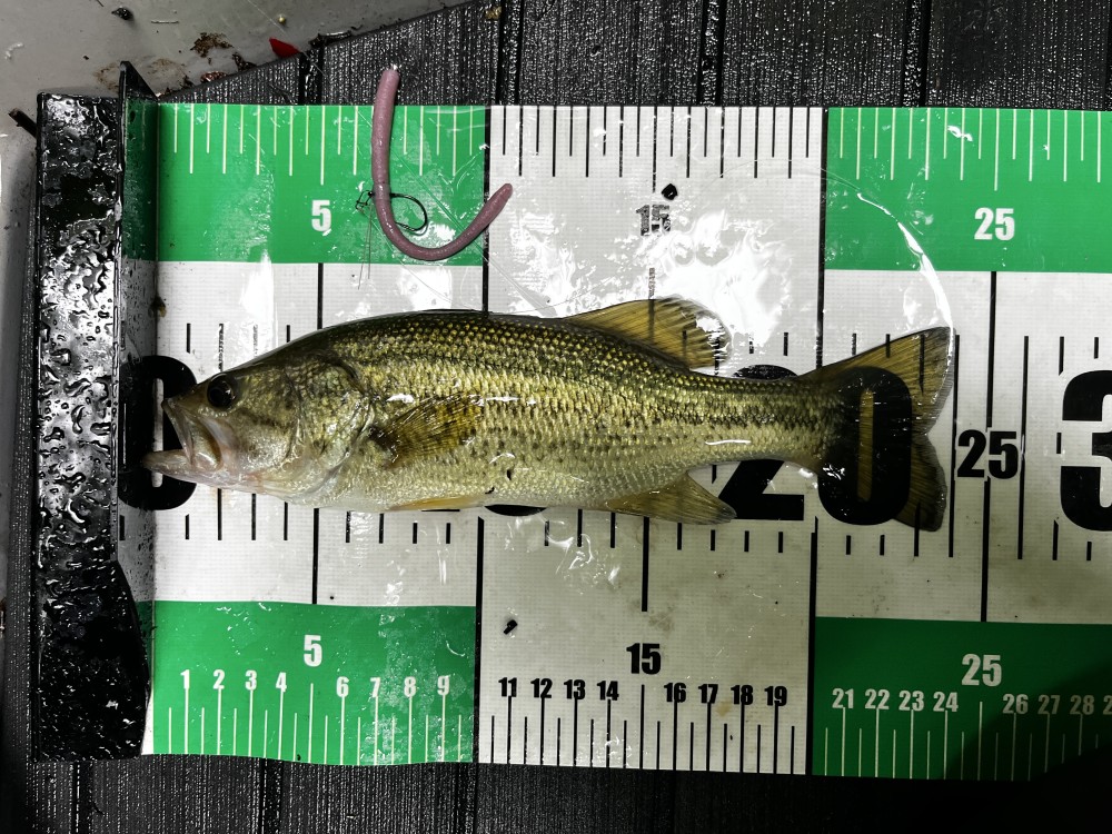 釣果写真2