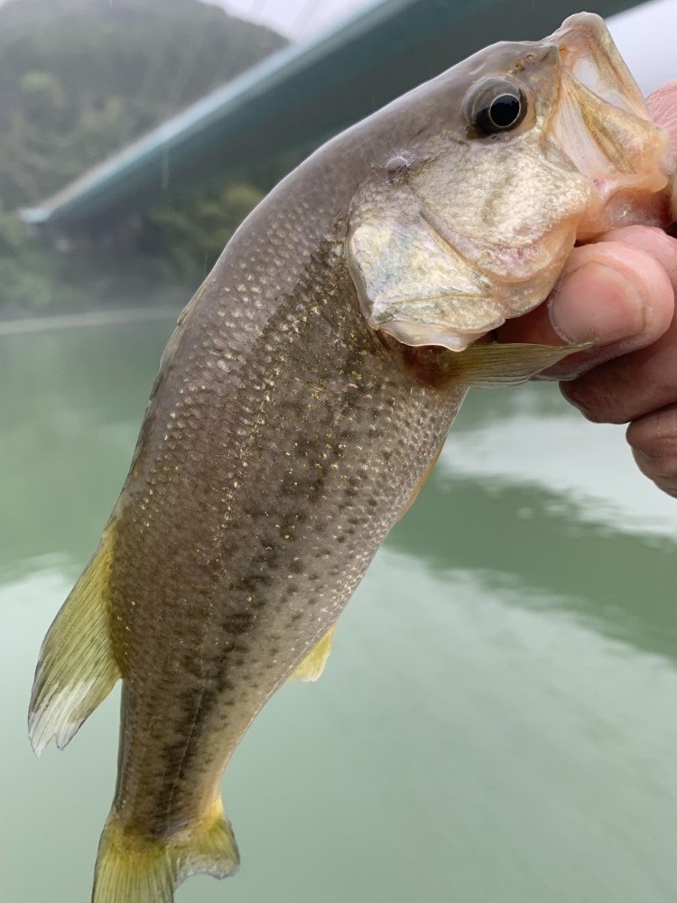 釣果写真3