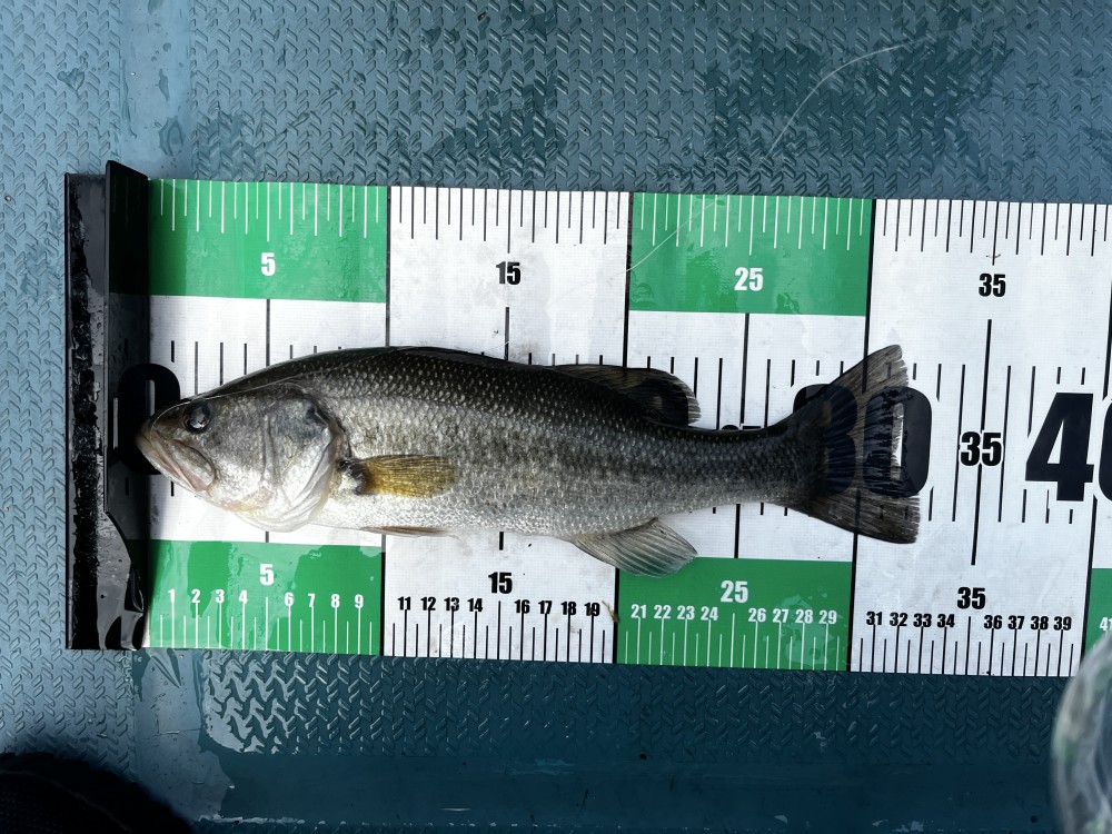 釣果写真2