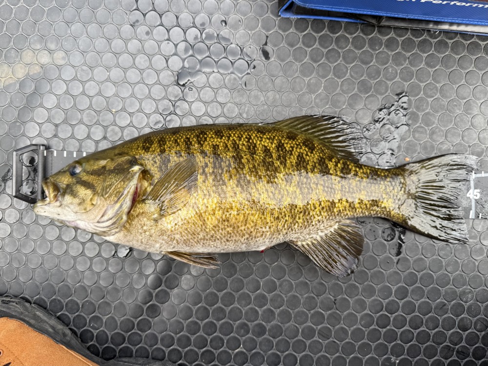 釣果写真2