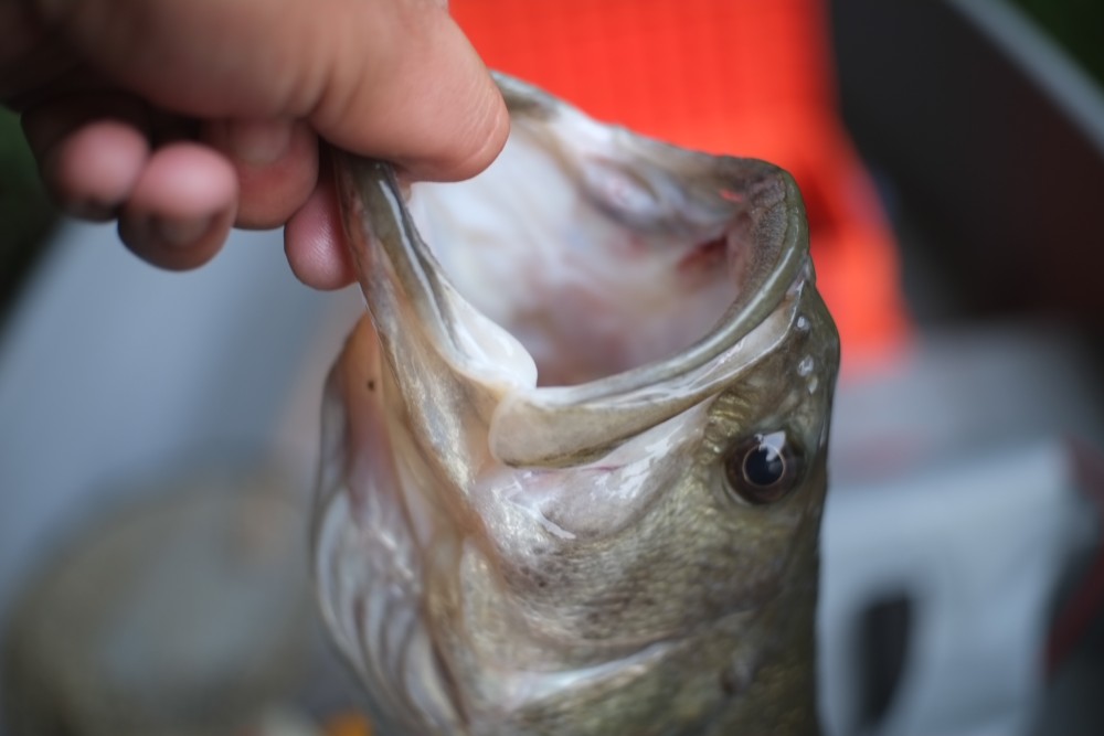 釣果写真2