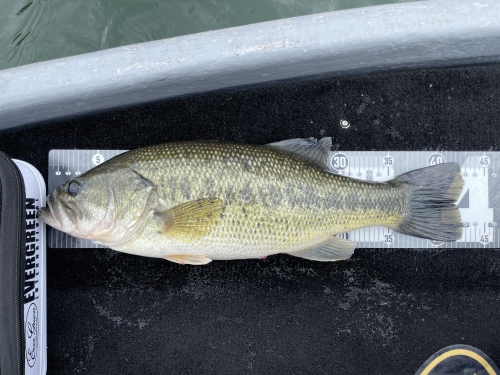 釣果写真2