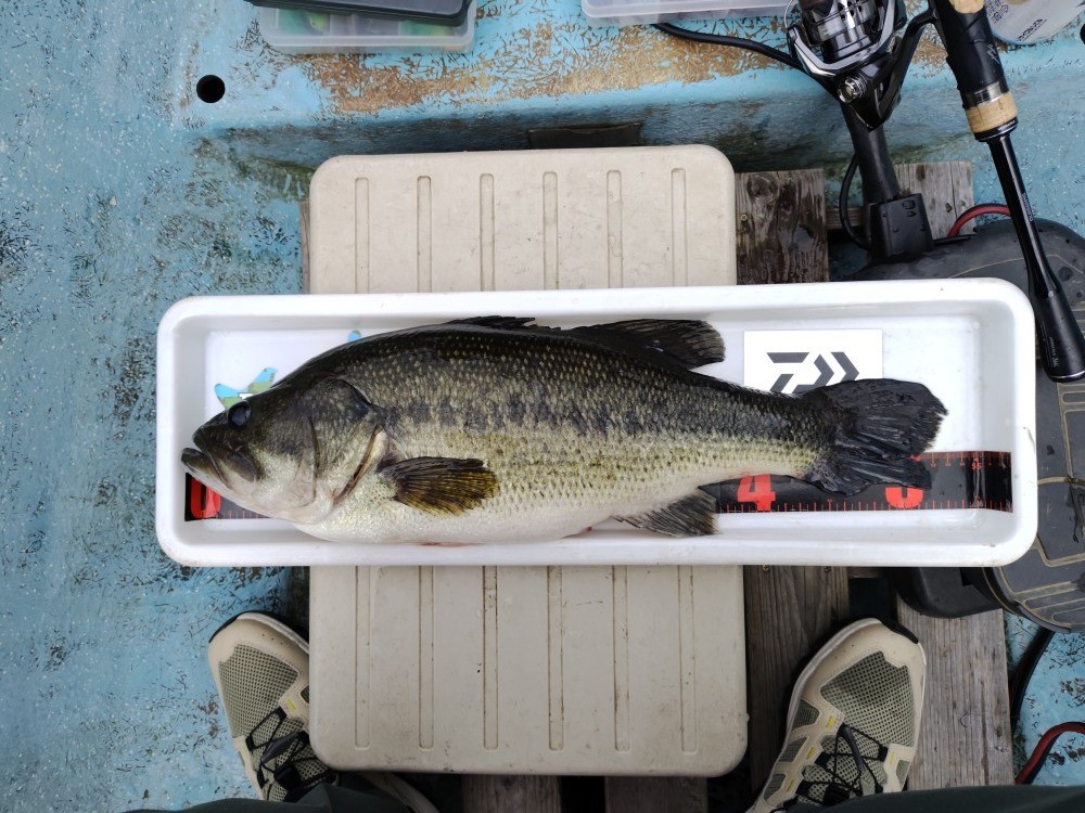 釣果写真2