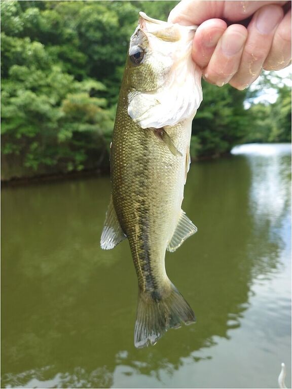 釣果写真2
