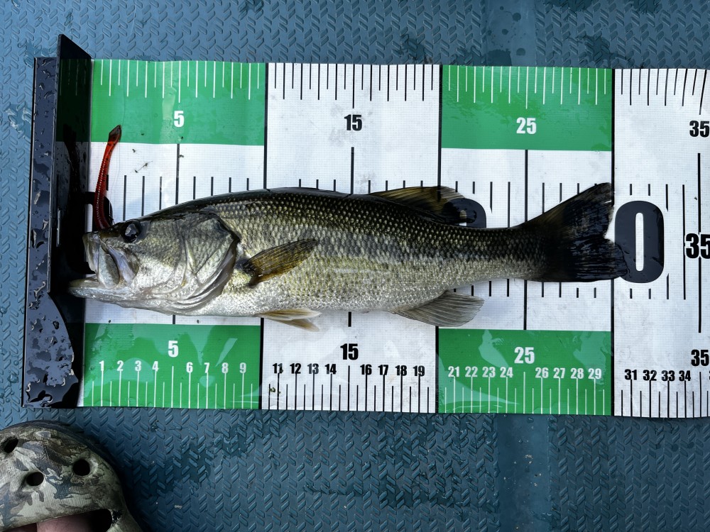 釣果写真2