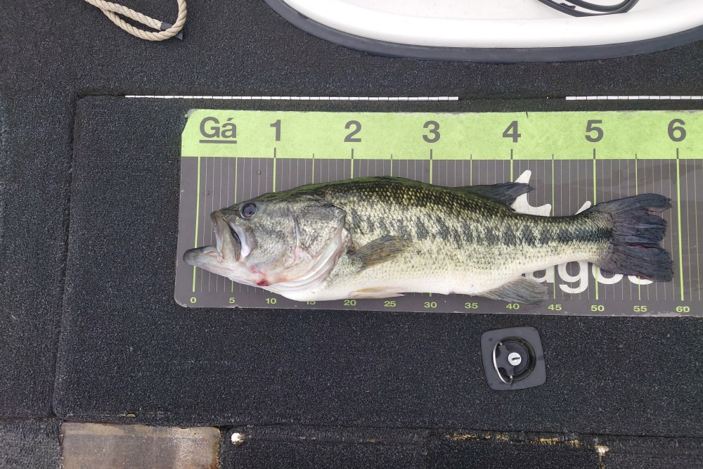 釣果写真2