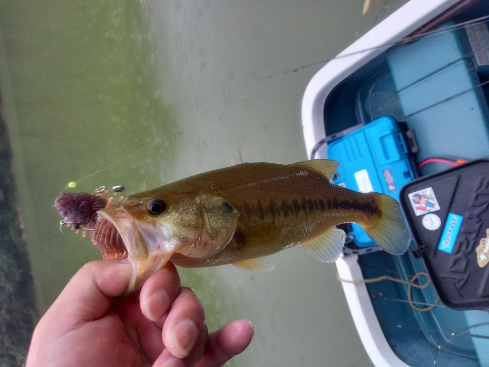 釣果写真2